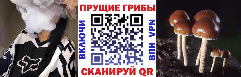 гидра как зайти  Сергач  Галлюциногенные грибы Cubensis 